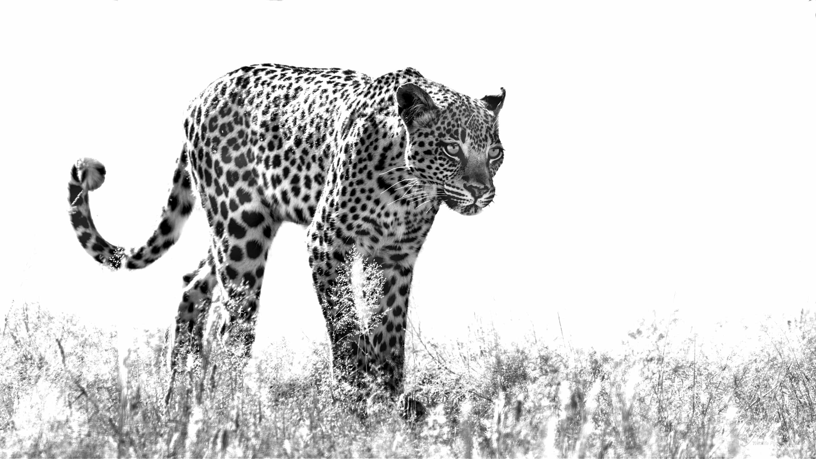 Leopard on a stroll High Key Art