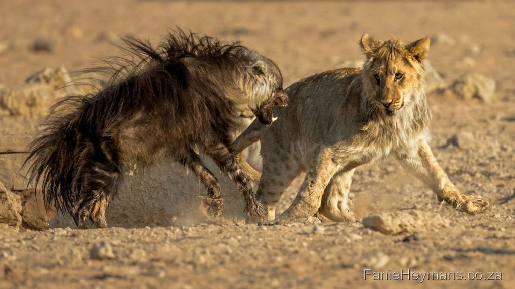 Kgalagadi