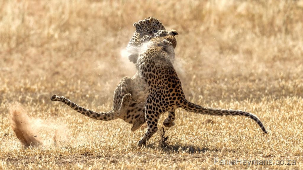 kgalagadi-leopard-fight-tango-1024x576.jpg