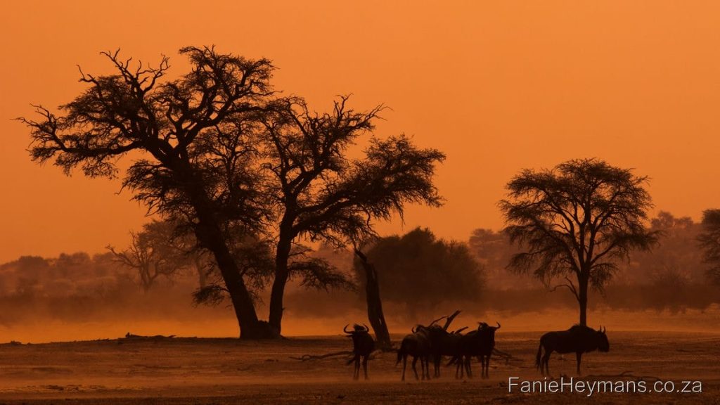 Kgalagadi