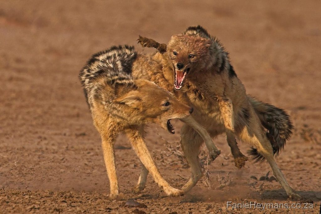 Kgalagadi