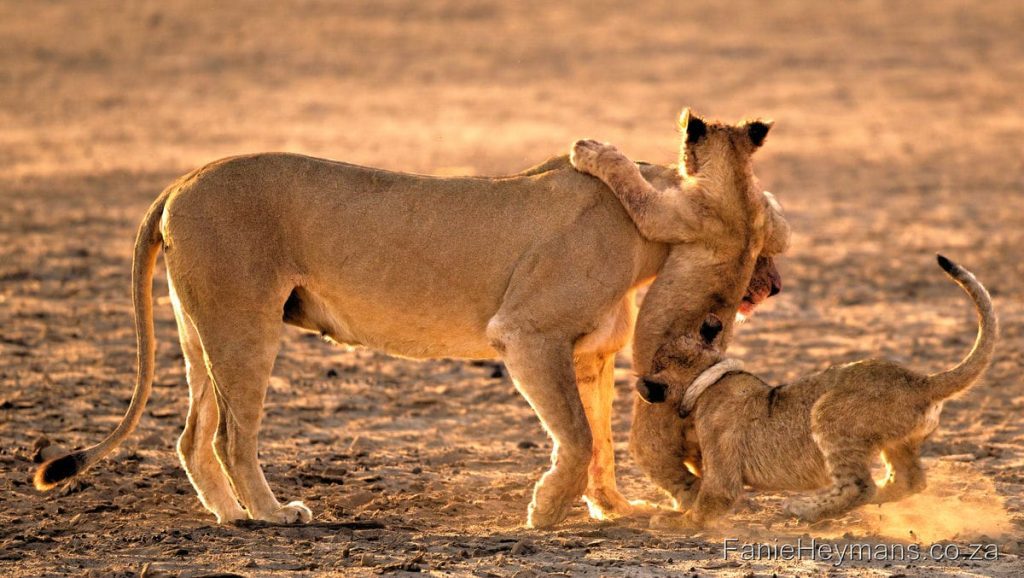 Kgalagadi