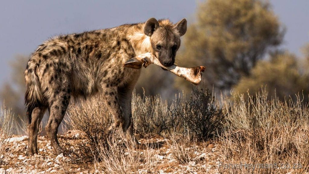 Kgalagadi