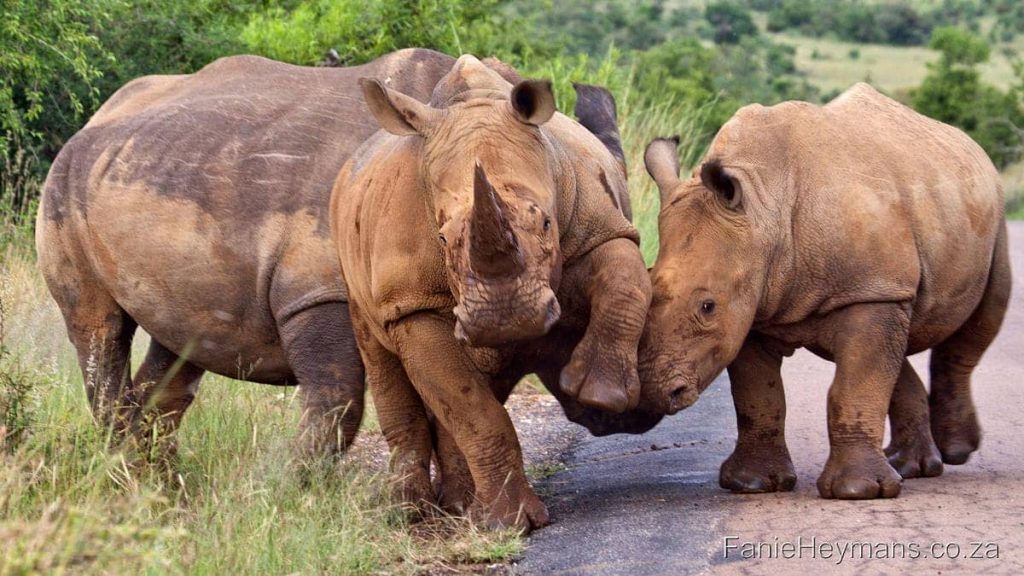 two-rhinos-calfs-playing-1024x576.jpg