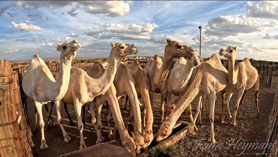Camel dairy farm