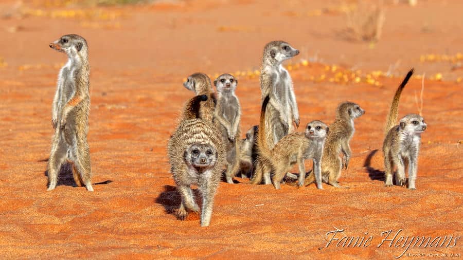 Meerkat family Red Dune Trail