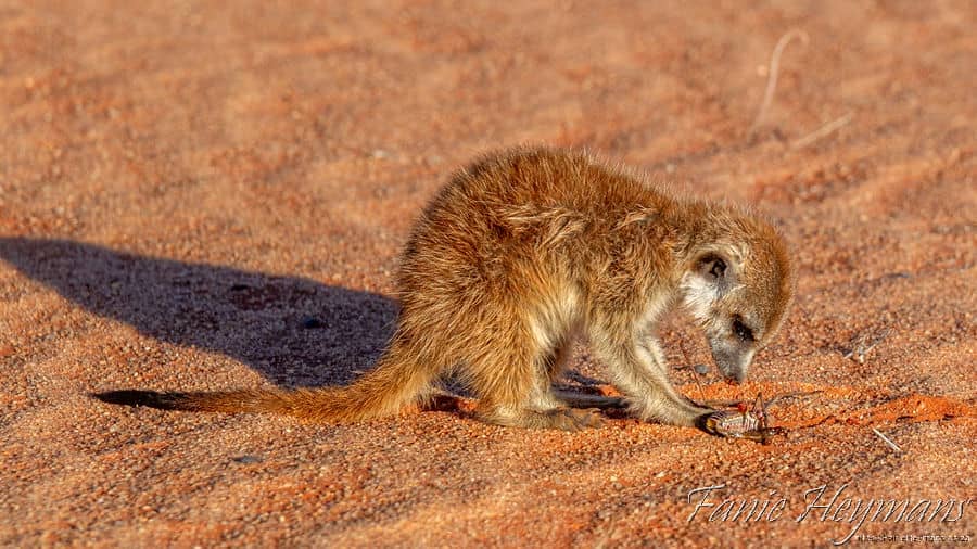 Meerkat sanctuary Red Dune Trail