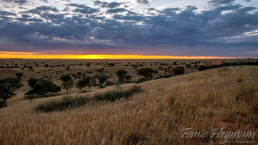 REA Guest farm sunrise